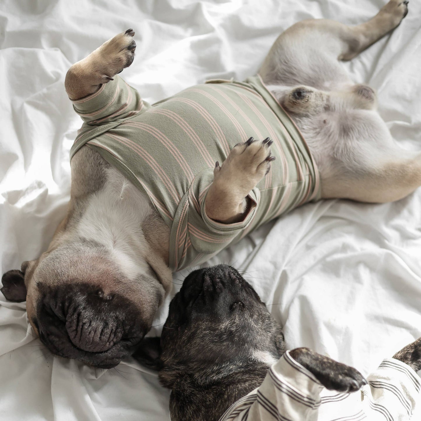 Chelsea Street Tee for Dogs