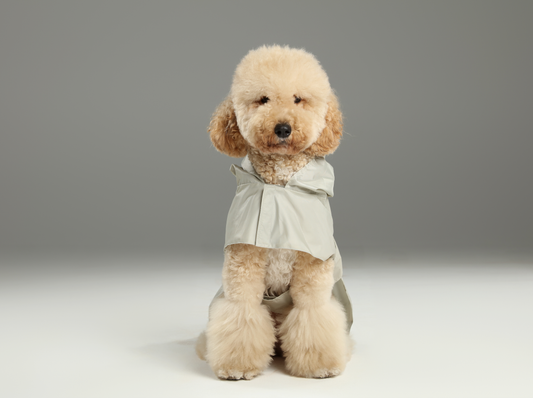 Dog wearing a light gray raincoat on a plain background