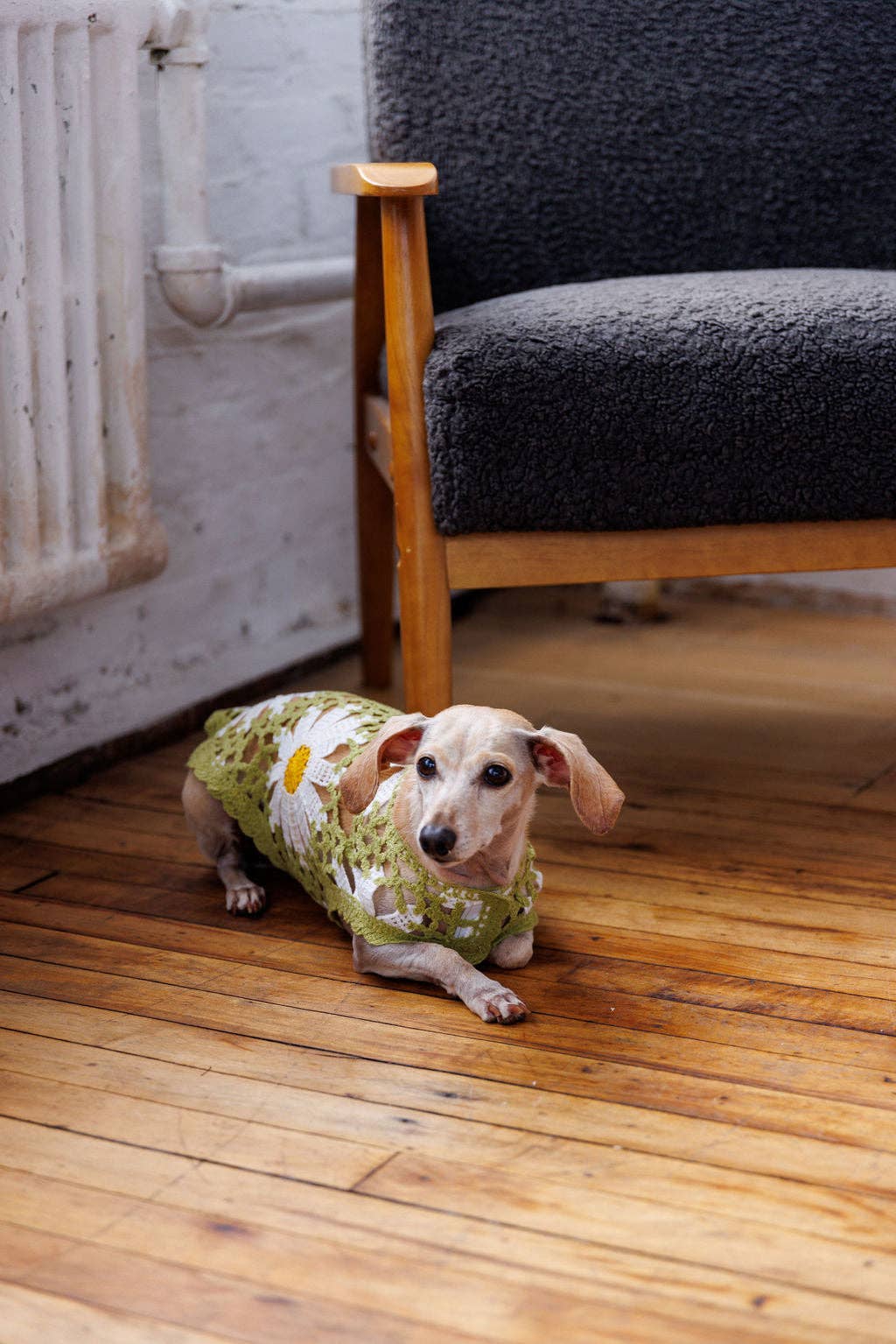 Sunshine Crochet | Handcrafted Dog Top