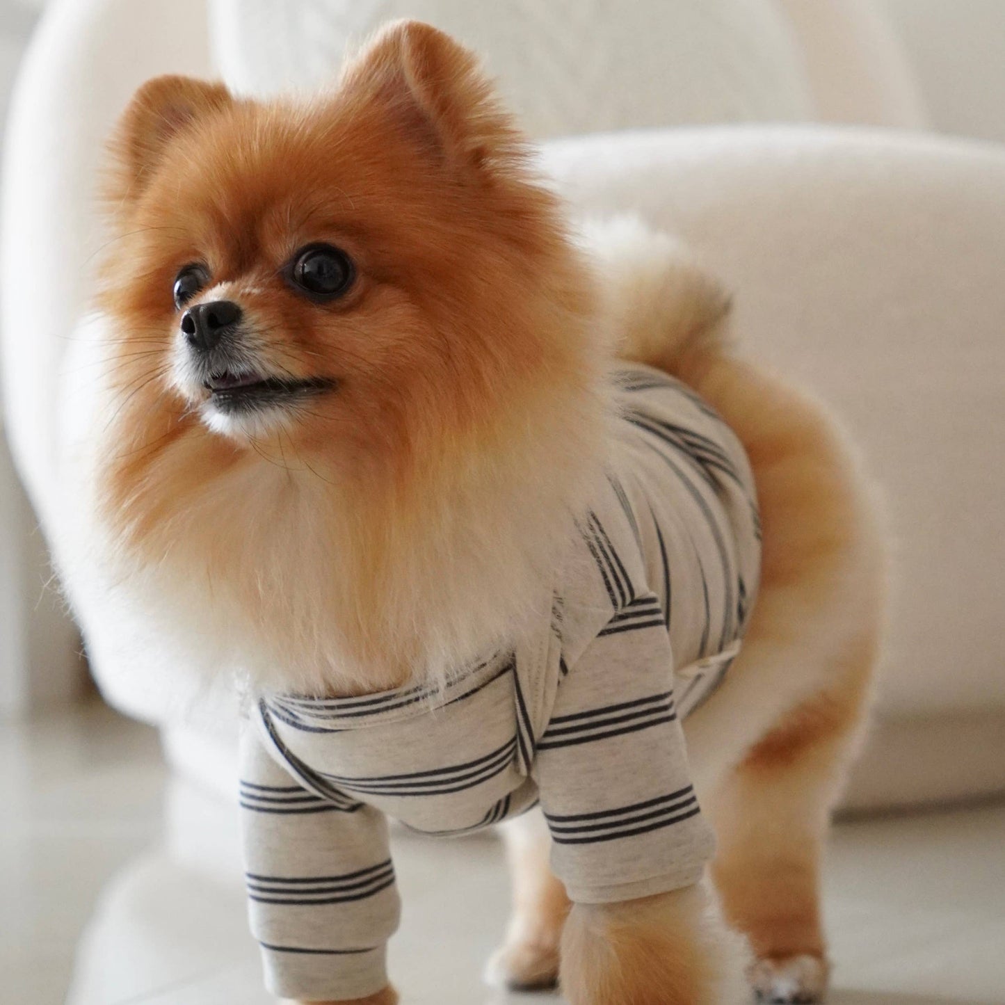Chelsea Street Tee for Dogs