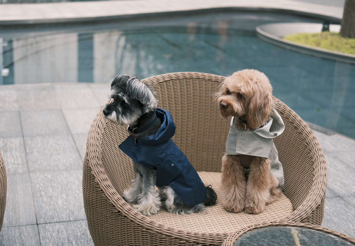 Two dogs sitting on a wicker chair by a pool, wearing coats.