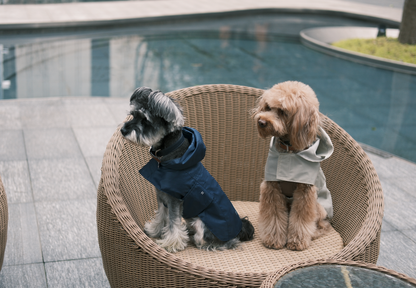 Two dogs sitting on a wicker chair by a pool, wearing coats.
