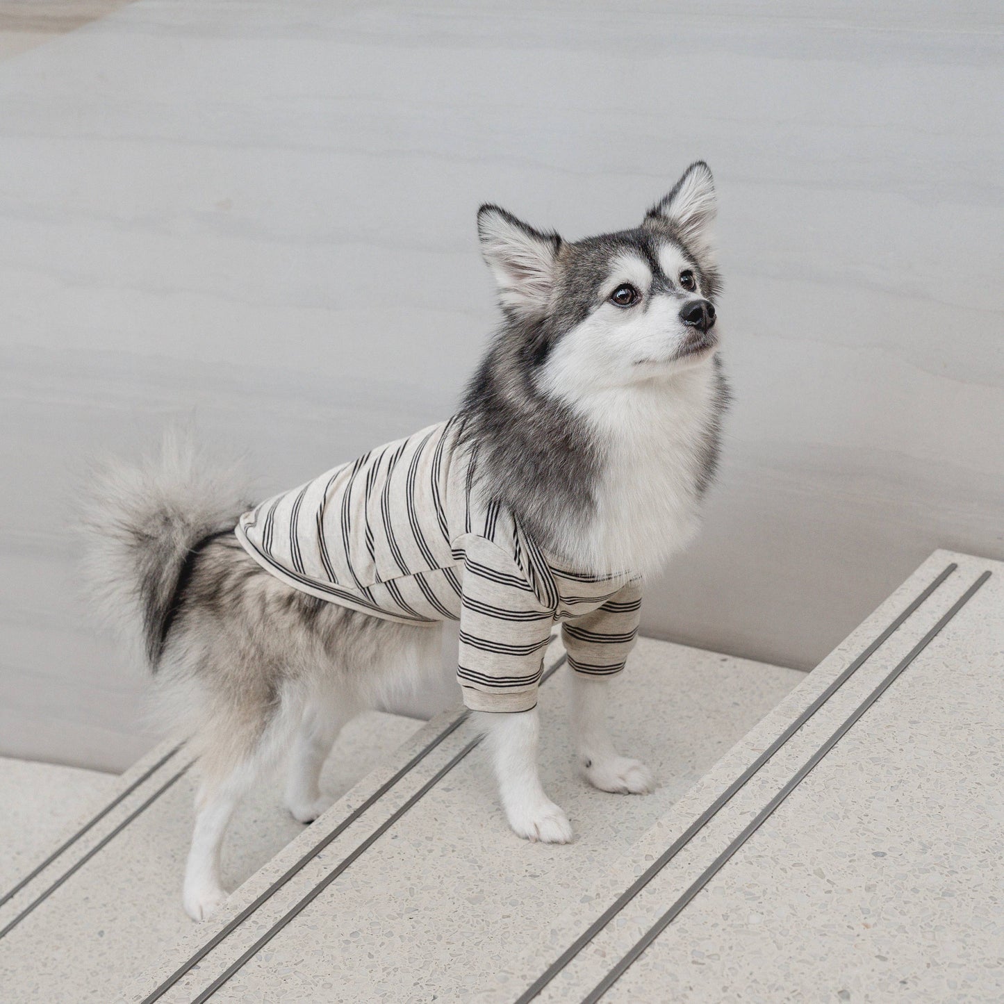 Chelsea Street Tee for Dogs