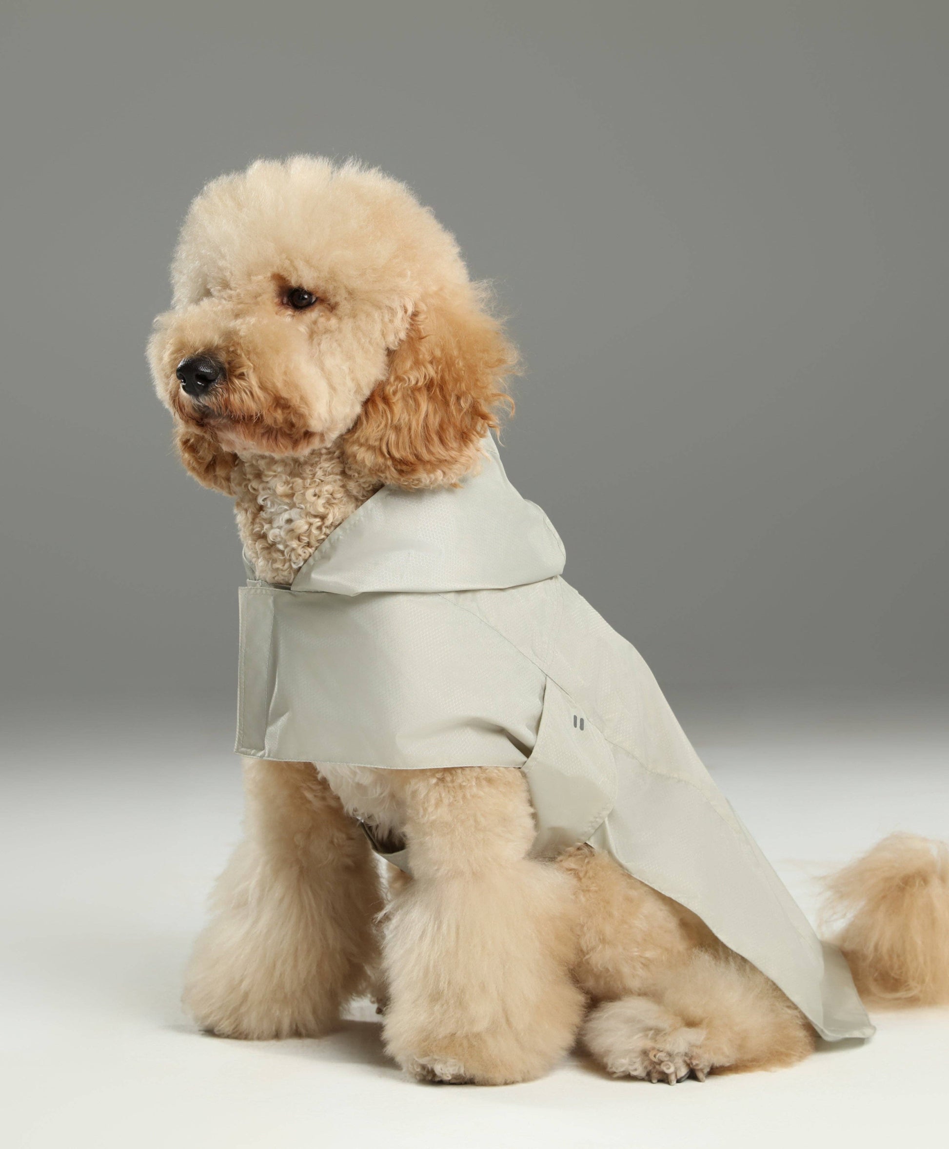 Dog wearing a light green raincoat on a plain background