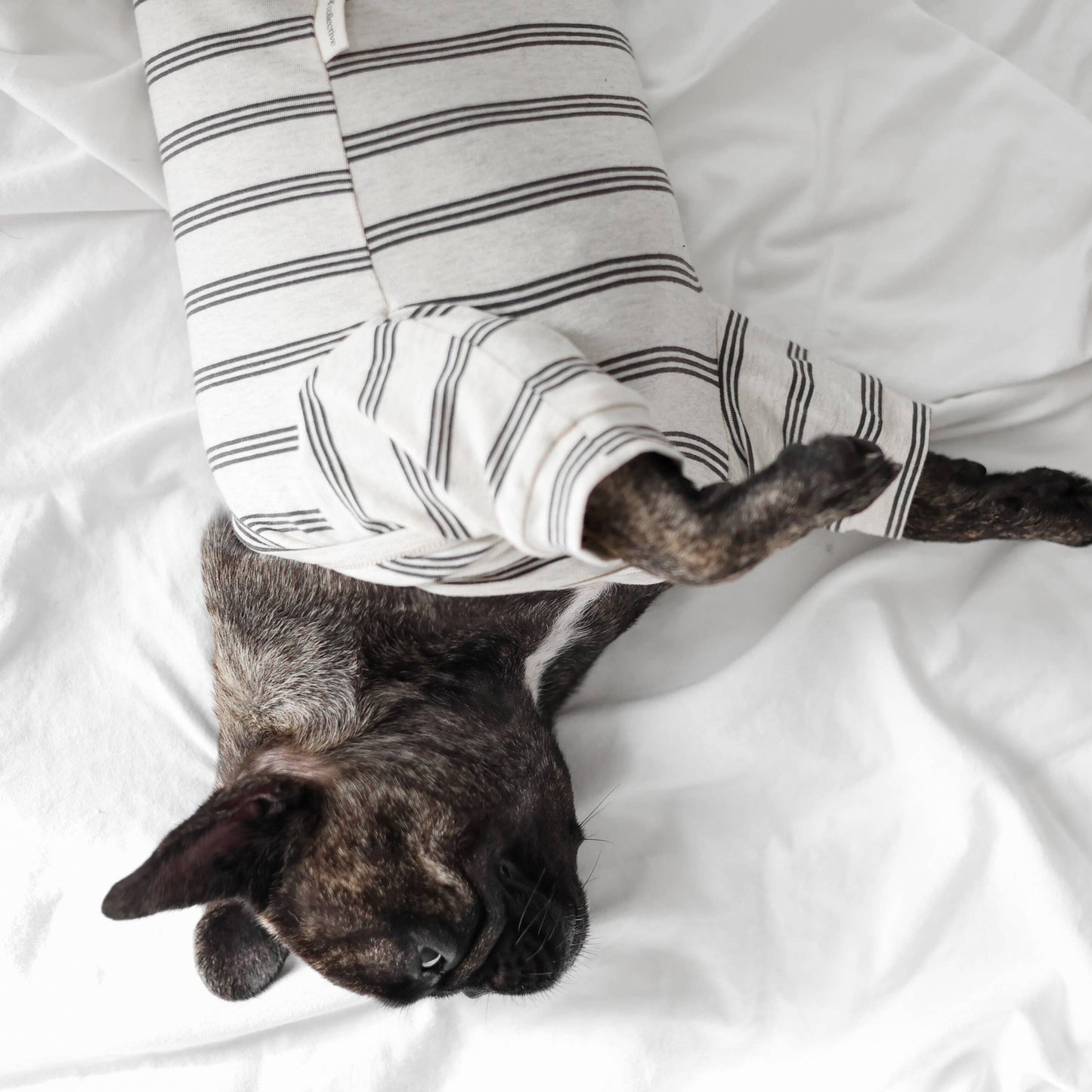 Chelsea Street Tee for Dogs