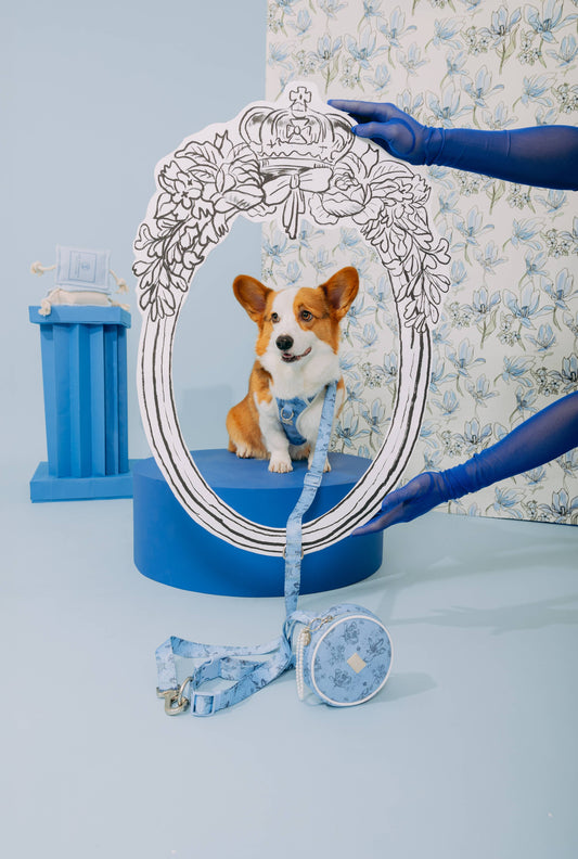 Bridgerton x maxbone Dog Walk Set