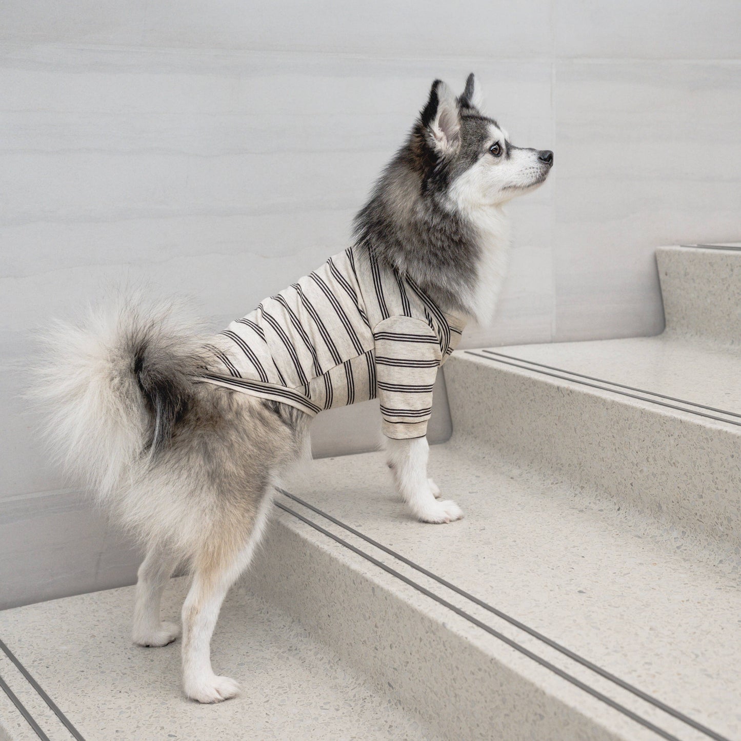 Chelsea Street Tee for Dogs